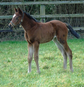 2019 bay filly by Bated Breath